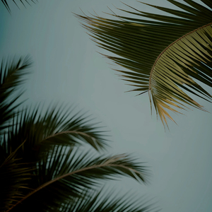 百鸟灵被操到爽
